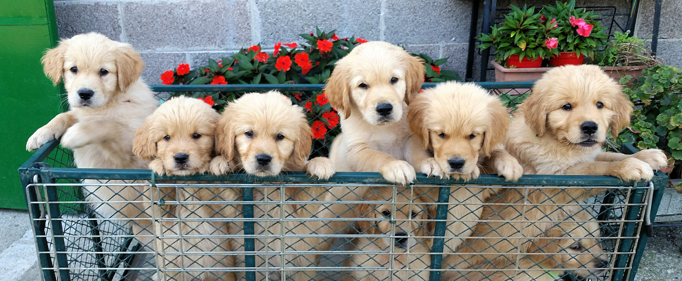 Double Willow Allevamento Di Golden Retriever Dual Purpose