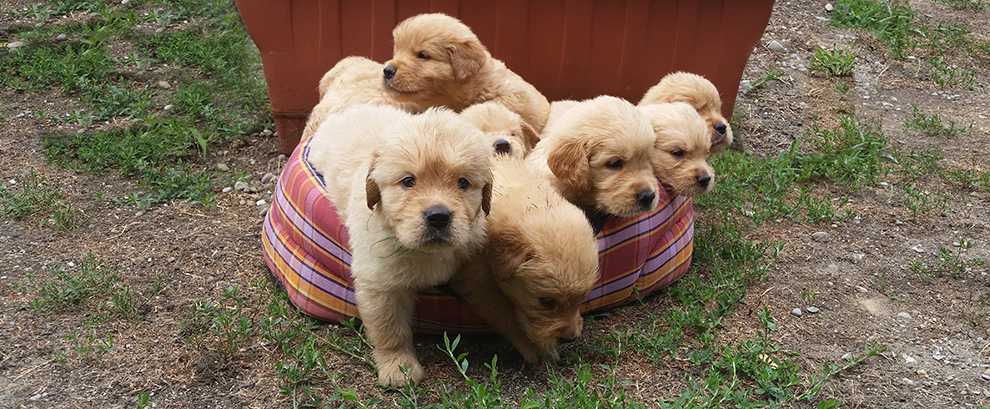Double Willow Allevamento Di Golden Retriever Dual Purpose